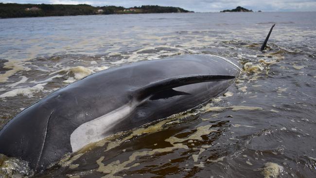 A whale lays on a beach in Macquarie Harbour on the rugged West Coast of Tasmania on September 25, 2020, as Australian rescuers were forced to begin euthanising some surviving whales from a mass stranding that has already killed 380 members of the giant pod. (Photo by Mell CHUN / AFP)