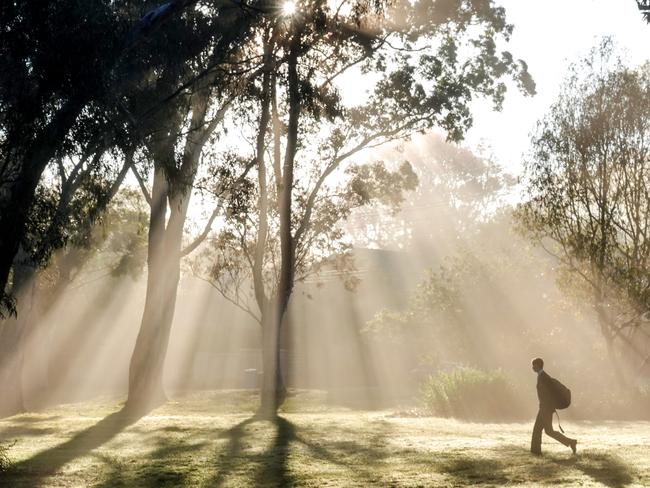 Morning fog in Camberwell. Picture: Alex Coppel.