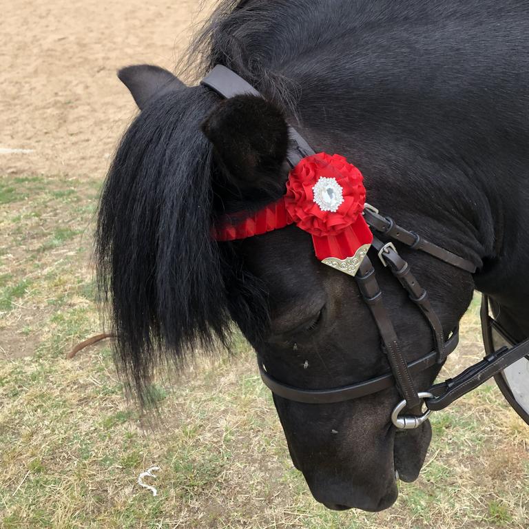 Shetland pony looking ready for action, at the Bendigo Showgrounds on Dec 11, 2022.