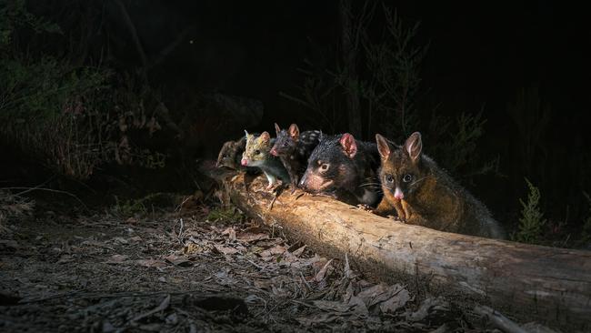 Tasmanian wildlife - a potoroo, eastern quoll, devil and brushtail possum - merged together in one photo showing how different species move through the same environment. Picture: Kenji Sabine/UTAS