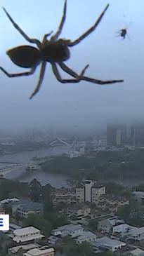 Giant spider crashes weather report