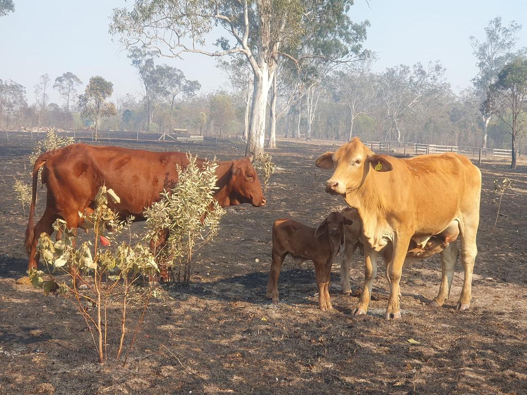 Agnes Water general practitioner Robert Scanlan posted this image on his Parawanga Droughtmaster Stud Facebook page on Sunday morning after fire burned the vegetation on his Kenmay property on Fingerboard Road, Mount Tom in Central Queensland.