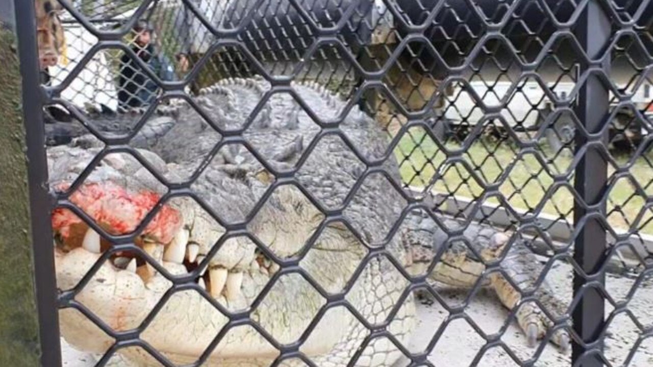 The croc will be relocated to either a farm or a zoo. Picture: Queensland Department of Environment and Science/7NEWS