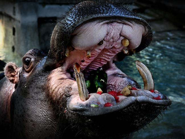 A hippopotamus eats frozen watermelon to cool off at the "Bioparco" zoo during a heat wave in Rome on July 15, 2023. Record heat is forecast around the world from the United States, where tens of millions are battling dangerously high temperatures, to Europe and Japan, in the latest example of the threat from global warming. Italy faces weekend predictions of historic highs with the health ministry issuing a red alert for 16 cities including Rome, Bologna and Florence. (Photo by Tiziana FABI / AFP)