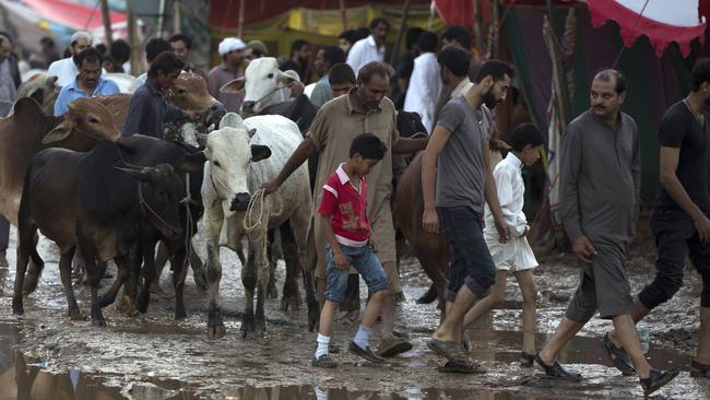 People buy cattle at a makeshift cattle market set up for the Eid al-Adha in Islamabad, Pakistan / Picture: AP