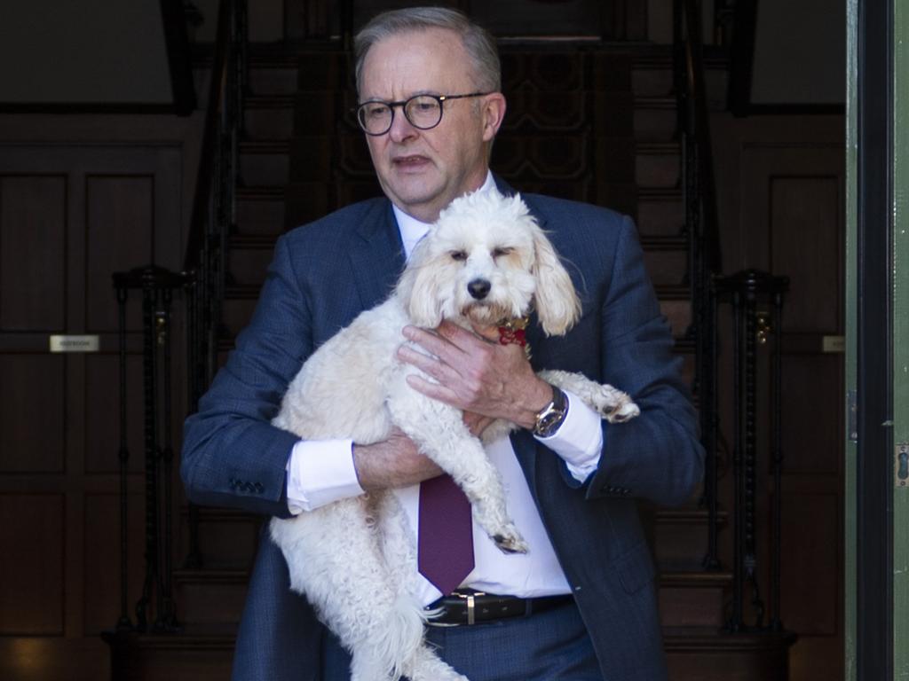 Anthony Albanese’s female cavoodle Toto has been flying high on the taxpayer-funded VIP plane but the Defence Department won’t reveal where she’s being picked up or dropped off citing national security concerns.