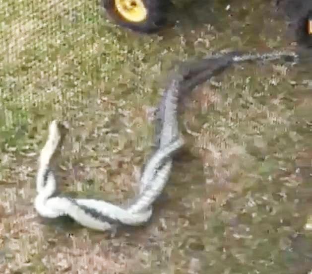 A still from a video of two snakes in Chillingham posted by Shirley Henry. Picture: Contributed