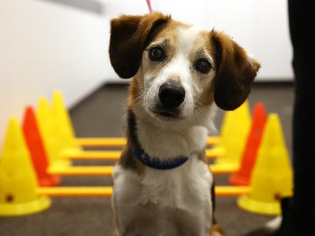 Zeus the beagle cross goes through a rehab program on the cavaletties (trot poles) to help get him back to a normal walking pattern after surgery. Picture: Toby Zerna