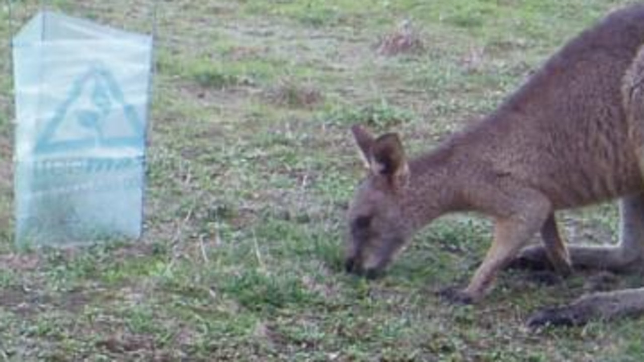 Commercial kangaroo harvest changes kick in from 2025