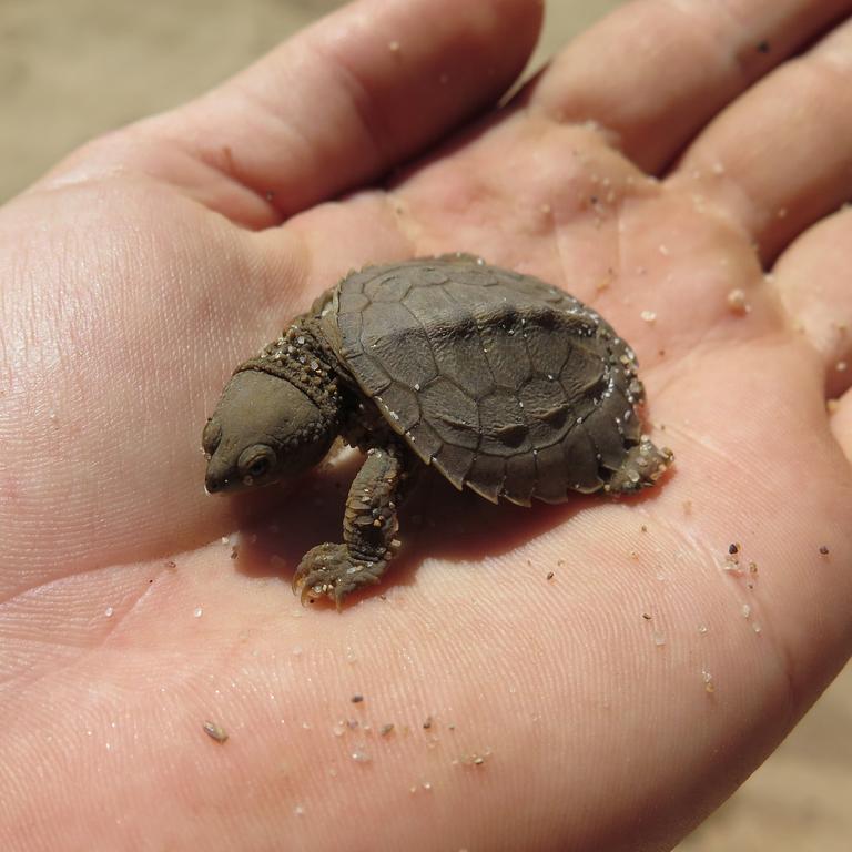 A Fitzroy River Turtle hatchling, otherwise known as the "bum-breathing turtle”. Picture: Greening Australia