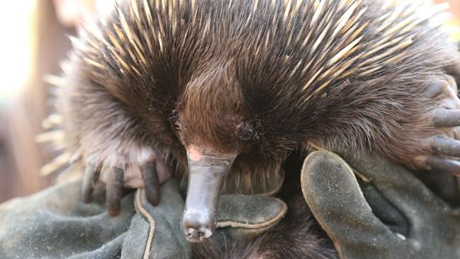 Family who rescued echidna hit by car on northern beaches help release ...