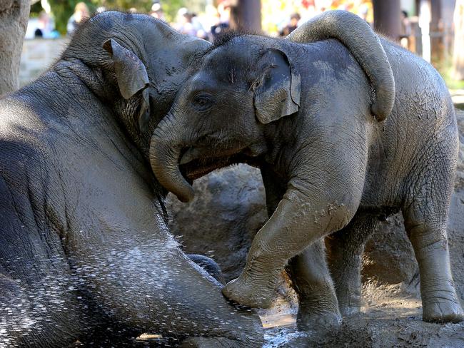 Asian elephant calf Jai Dee, who turned 1 in May, plays with big sister Tutka in the mud at Taronga Zoo. Picture: Toby Zerna