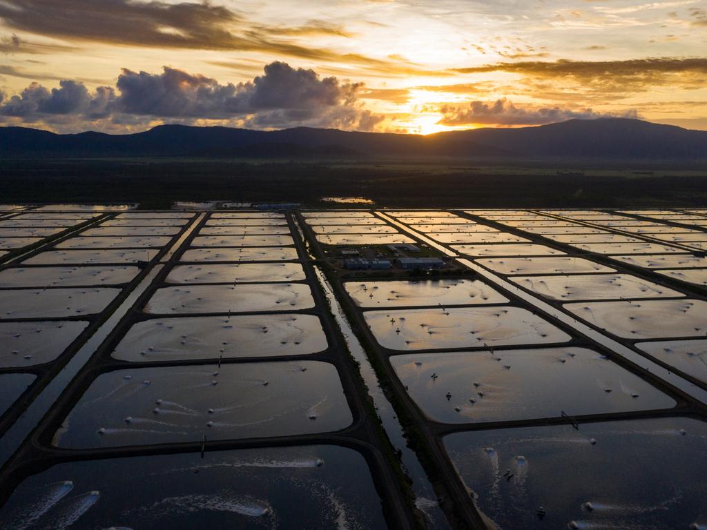 The Tassall Group has ambitious plans to expand its prawn farms at Proserpine from 270ha to 455ha by 2030 in order to produce 20,000 tonnes of prawns per annum. Picture: Contributed