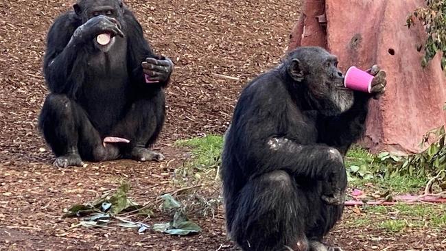 Chimpanzees at Monarto Zoo drinking their soup as they recover from respiratory syncytial virus (RSV). Picture: Monarto Zoo