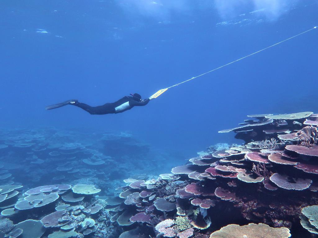 Great Barrier Reef coral recovering, says Australian Institute of ...