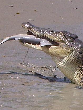 Crocodiles NT: Croc snapped eating pig at popular NT fishing competition  the Barra Nats