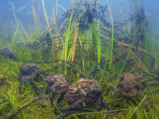 Commended Category 4.. Behaviour. Toads mating. For several years we have been following toads mating in the fresh water lake of Turnhout (Belgium) usually in the months of March or April if the weather conditions are 8°C and with humid weather. The toads are in the shallow areas of the lake where we can take photos with natural light while snorkeling. Picture: Luc Rooman /Belgium/UPY 2017