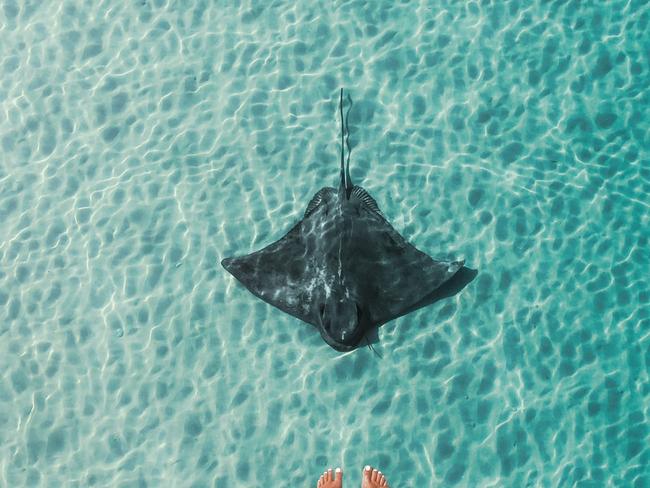 Stingray viewed from the jetty at Port Noarlunga. Picture: SATC