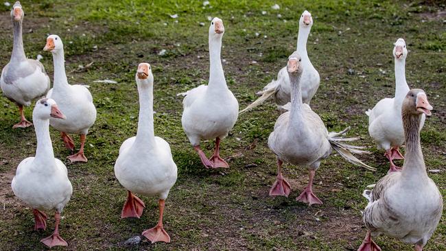 Derwent Valley Council general manager Greg Winton is demanding an explanation and conducting a review into the deaths of several geese. Picture: JERAD WILLIAMS/FILE