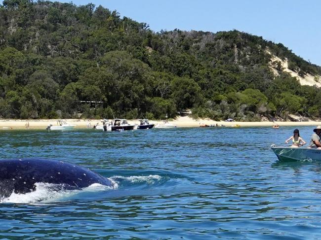 A Humpback Whale mother and calf came up by the Tangalooma wrecks. Photo - David Rosenblum