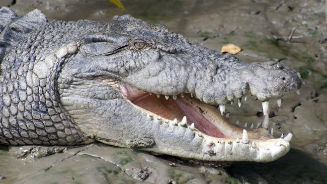 A crocodile basking on the bank of the Pioneer River.