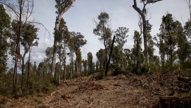 A previously logged area of Brooman State Forest. Picture: Nathan Schmidt