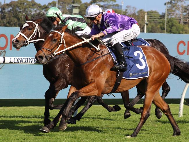 Chris Waller has seperated stablemates Born A King (outside) and Francesco Guardo (inside) after they finished first and second respectively at Rosehill last start. Picture: Grant Guy