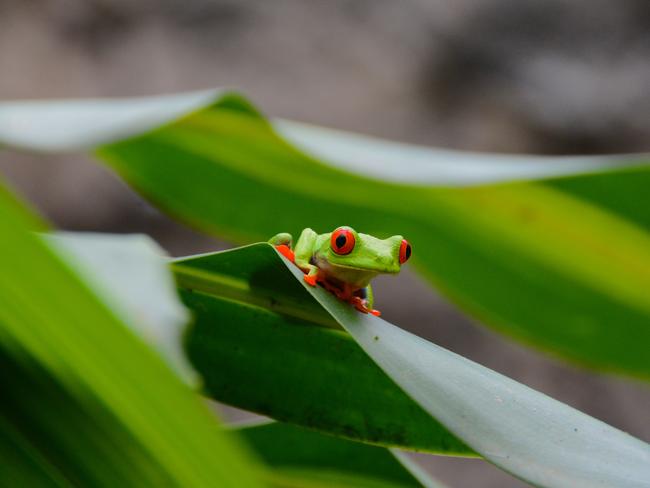 Pictures from #Green2020, Agora’s latest online photo contest. Red-Eyed Tree Frog by @bachir01 (USA).