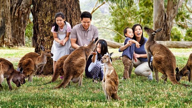 Cleland Wildlife Park reopened to visitors on Friday. Picture: Paul Torcello