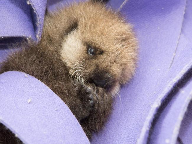 She still weighs just three kilograms. Picture: Brenna Hernandez/Shedd Aquarium