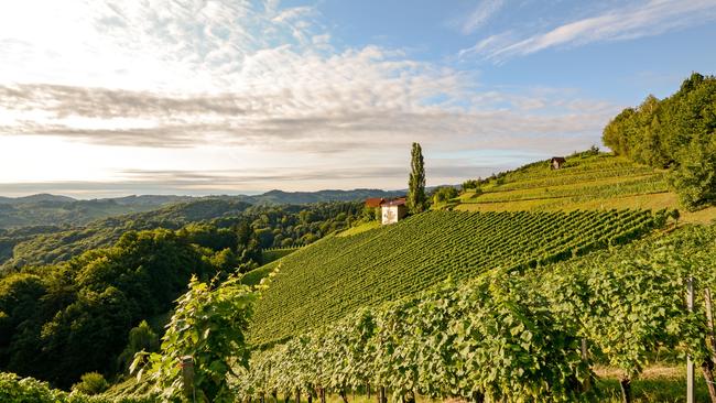 A vineyard in the Styria region of Austria.