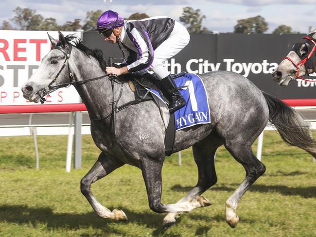 Six Foot Song is chasing back-to-back wins when he contests the Grafton Cup Prelude. Picture: Bradley Photos