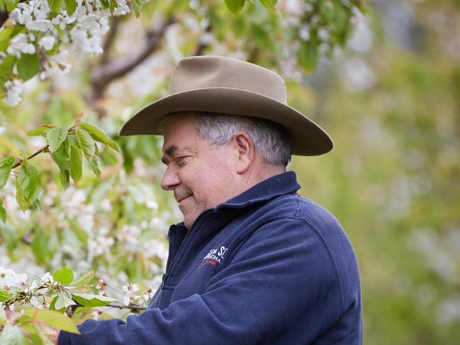 Guy Gaeta, orchardist near Orange NSW.  Guy is a Cherry and Apple grower for story about how seasonal workers will be let in to Australia without quarantine from end of Nov early Dec. He says fruit growers badly need backpackers as well. Picture: Graham Schumann