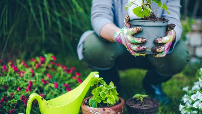 Authorities are warning gardeners to guard themselves against legionnaires’ disease by wearing protective gear when handling potting mix and compost.