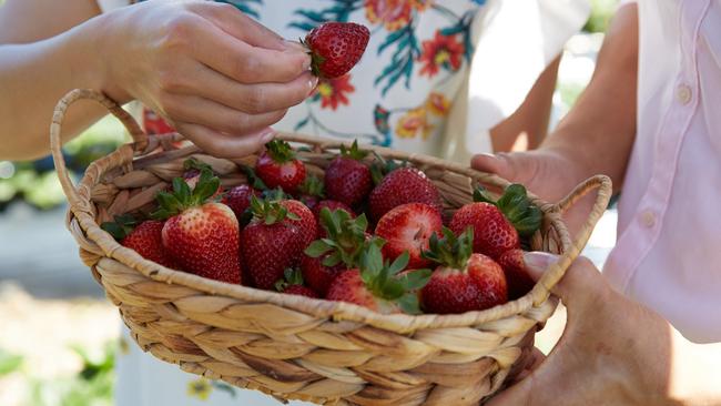 Juicy details: Growing your own strawberries from runner plants is both easy and inexpensive. Picture: Ryan Cantwell