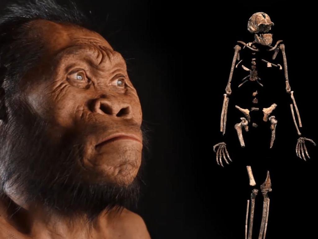 Human Evolution Turned On Its Head | The Advertiser