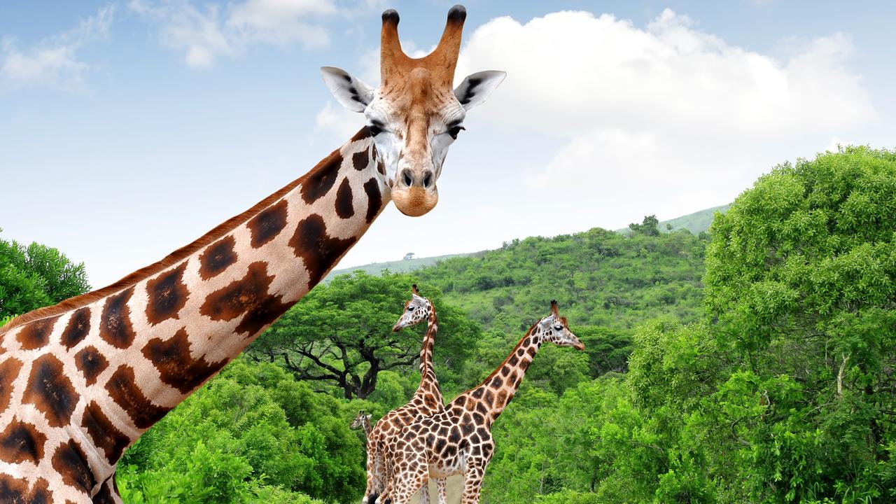 World nations push to protect giraffes as endangered species | KidsNews