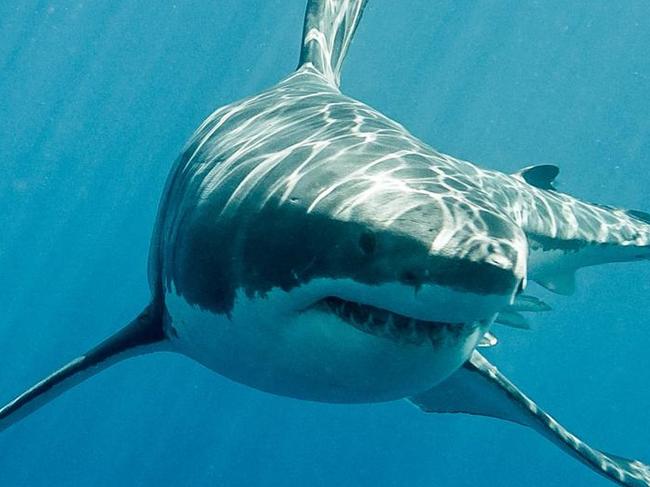 A patient is being treated following reports of a shark attack at a popular beach in the Bundaberg suburb of Bargara.