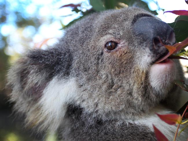 SYDNEY, AUSTRALIA - SEPTEMBER 14: A female koala named 'Spinnaker Petal' is seen eating Eucalyptus in her pen at Port Macquarie Koala Hospital on September 14, 2020, in Port Macquarie, Australia. Established in 1973 the Port Macquarie Koala Hospital has 150 volunteers, a specialised treatment room, intensive care unit and rehabilitation yards. The team were instrumental in treating bushfire affected koalas during what has become known as Australia's Black Summer, however, more common treatments are given for road accident trauma, dog attacks and disease, such as Chlamydia. A New South Wales parliamentary inquiry released in June 2020 has found that koalas will become extinct in the state before 2050 without urgent government intervention. Making 42 recommendations, the inquiry found that climate change is compounding the severity and impact of other threats, such as drought and bushfire, which is drastically impacting koala populations by affecting the quality of their food and habitat. The plight of the koala received global attention in the wake of Australia's devastating bushfire season which saw tens of thousands of animals killed around the country. While recent fires compounded the koala's loss of habitat, the future of the species in NSW is also threatened by continued logging, mining, land clearing, and urban development. Along with advising agencies work together to create a standard method for surveying koala populations, the inquiry also recommended setting aside protected habitat, the ruling out of further opening up of old-growth state forest for logging and the establishment of a well-resourced network of wildlife hospitals in key areas of the state staffed by suitably qualified personnel and veterinarians. The NSW Government has committed to a $44.7 million koala strategy, the largest financial commitment to protecting koalas in the state's history. (Photo by Lisa Maree Williams/Getty Images)