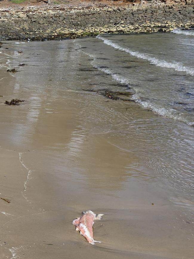 ‘A combination of disease, water temperatures and other factors have affected fish,’ Tasmania’s EPA said. Picture: Bob Brown Foundation