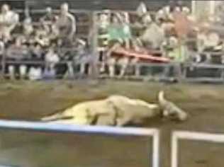 RSPCA WEIGHS IN: Footage taken at the recent Bull n Bronc event in Gympie shows a bull collapse in the show ring after its hind legs appeared to go limp. Picture: Contributed