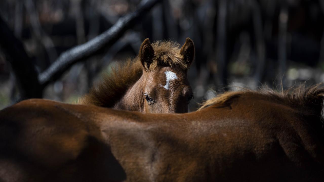 Brumby cull: Parks Victoria's wild horse plans grind to halt | The Weekly  Times