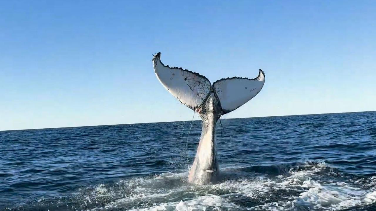 Humpback badly entangled in fishing gear rescued | The Courier Mail