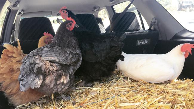 Re: Chooks in car. Picture: John Lethlean