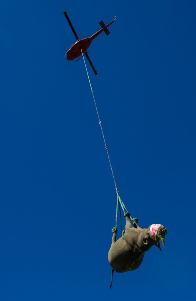 Scientists are hanging them upside-down from helicopters. Picture: Australscope