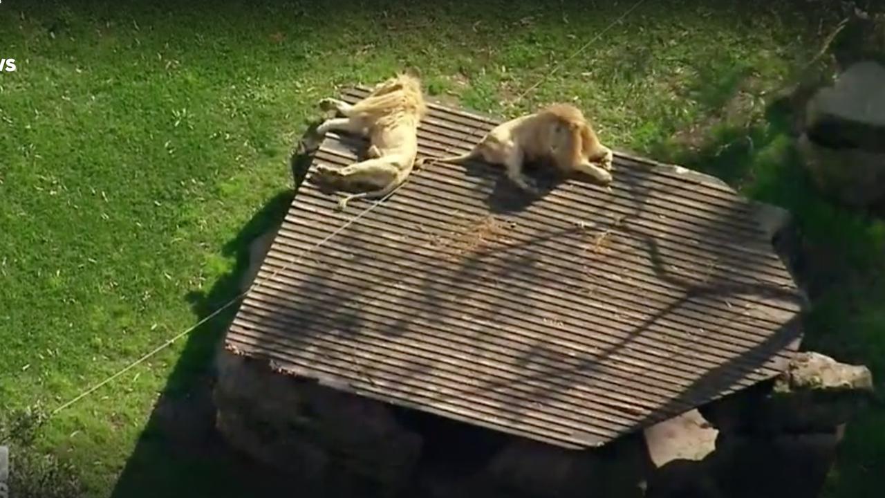 The two lions, pictured in their enclosure at Shoalhaven Zoo. Picture: 9NEWS