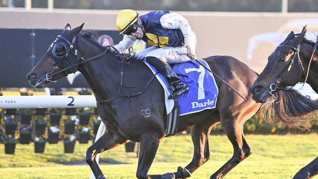 Frankly Elegant is ready to break back into the winners circle. Picture: Bradley Photos