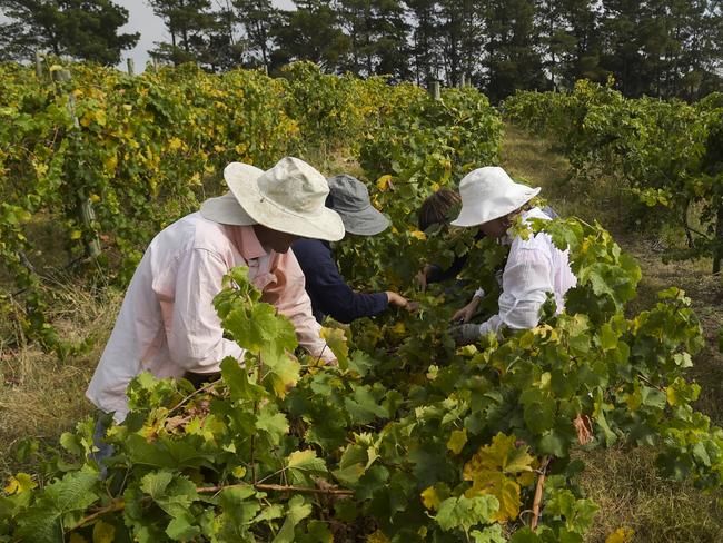 Seasonal workers pick Riesling grapes at Surveyor's Hill vineyard outside Canberra, Thursday, March 12, 2015. This years harvest is the earliest in over 40 years with experts attributing it partly to climate change. Scientists predicted earlier grape harvests several years ago when a team from the CSIRO and the University of Melbourne found that vintages were moving forward by 0.8 of a day each year. (AAP Image/Lukas Coch) NO ARCHIVING