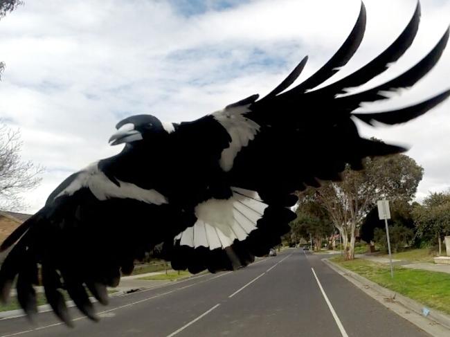 The birds swoop on passers-by if they feel threatened.