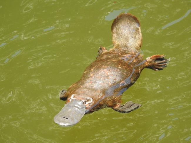 Platypus are plentiful at Broken River near Eungella. Picture: Tamielle Brunt